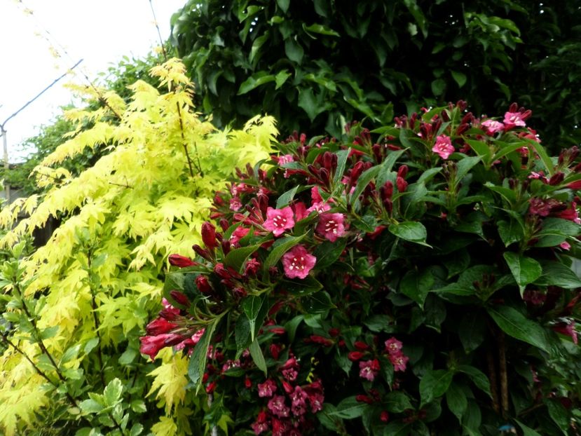 071 - Gradina de flori 2020