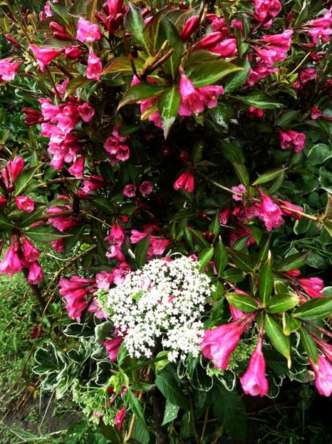 072 - Gradina de flori 2020