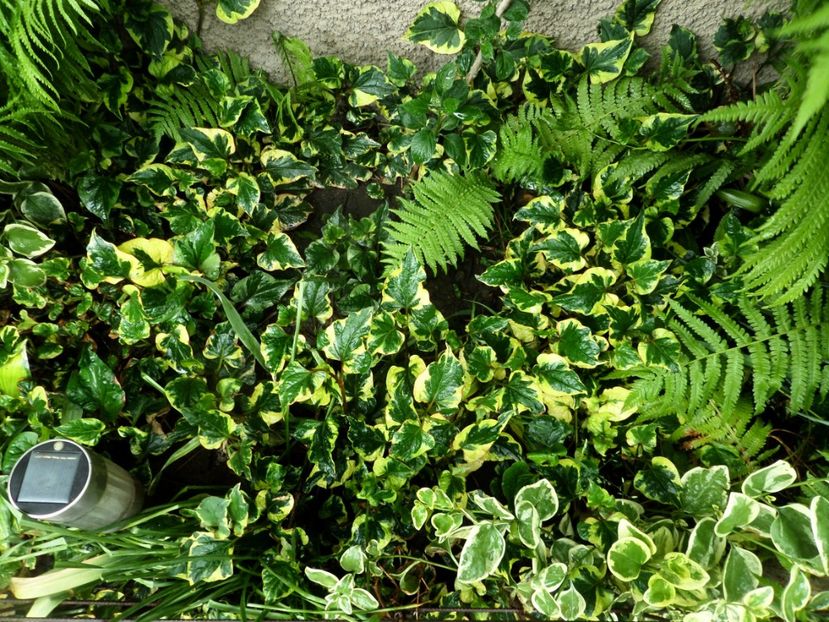 073 - Gradina de flori 2020