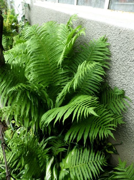 074 - Gradina de flori 2020