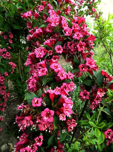 079 - Gradina de flori 2020