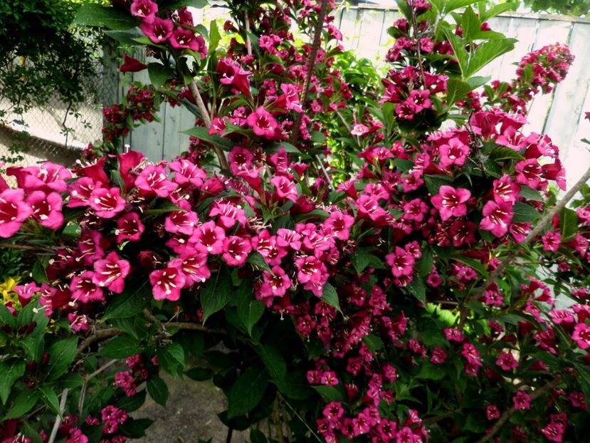 081 - Gradina de flori 2020