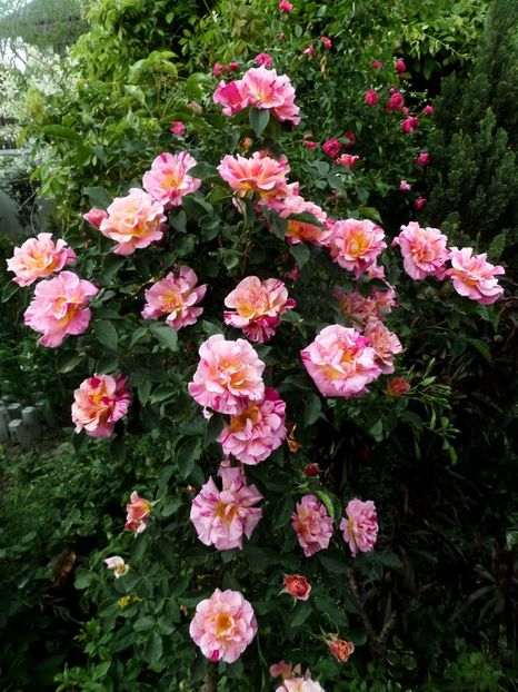 083 - Gradina de flori 2020