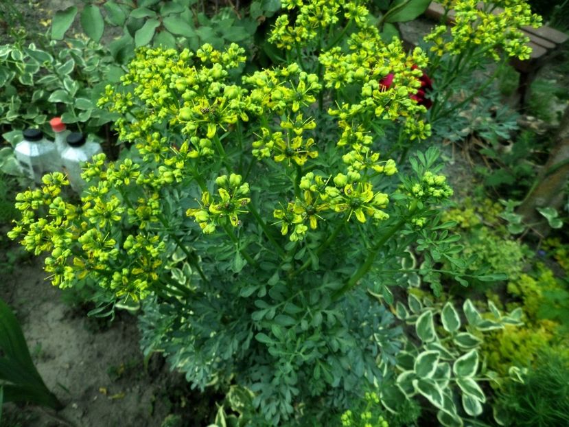 085 - Gradina de flori 2020