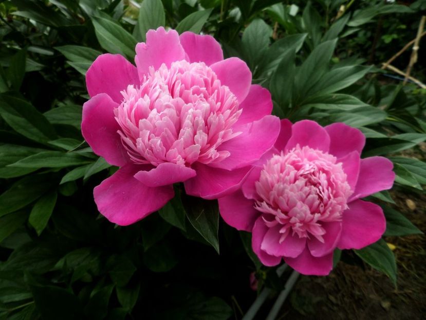 086 - Gradina de flori 2020