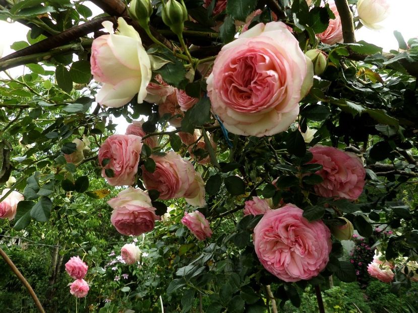 087 - Gradina de flori 2020