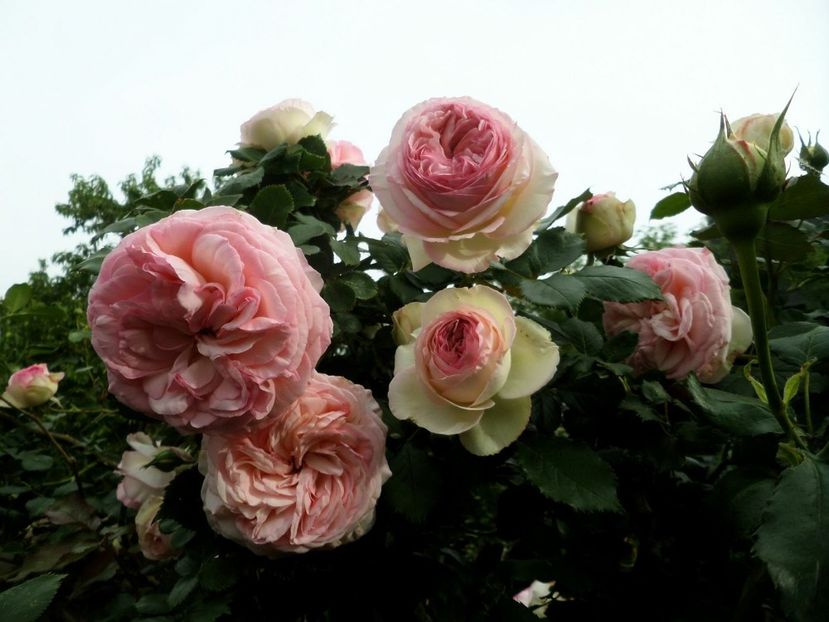 088 - Gradina de flori 2020