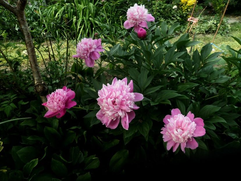 089 - Gradina de flori 2020