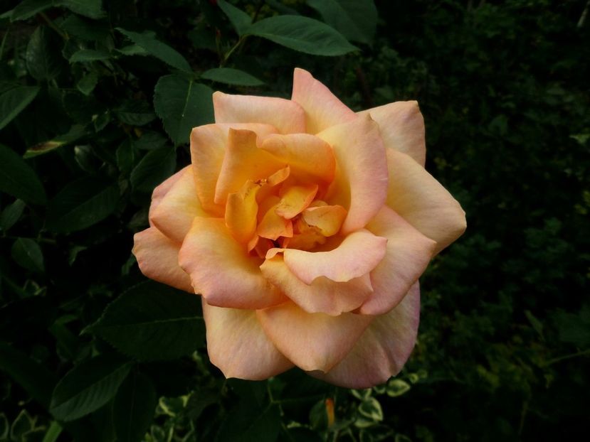 090 - Gradina de flori 2020