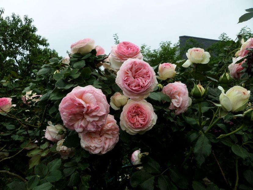 092 - Gradina de flori 2020