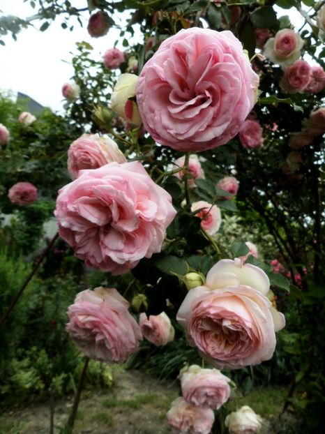 093 - Gradina de flori 2020