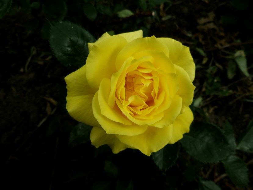 094 - Gradina de flori 2020