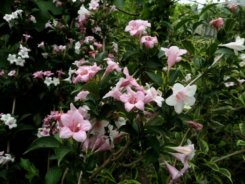 095 - Gradina de flori 2020