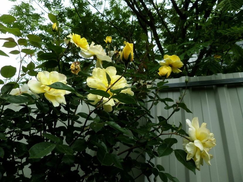 096 - Gradina de flori 2020