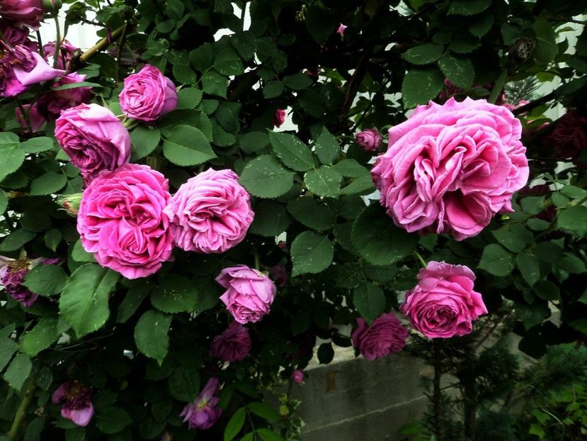 097 - Gradina de flori 2020