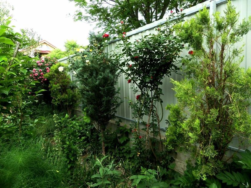 098 - Gradina de flori 2020