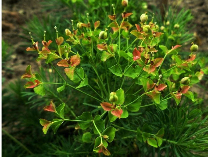 099 - Gradina de flori 2020