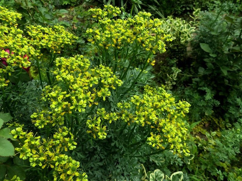 100 - Gradina de flori 2020