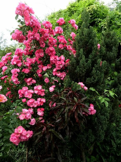 103 - Gradina de flori 2020