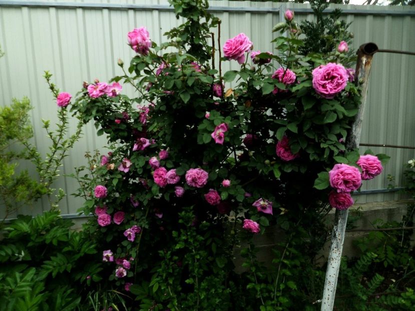 104 - Gradina de flori 2020