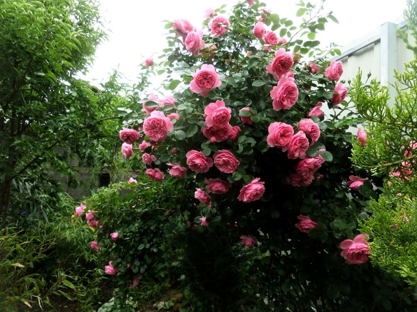 105x - Gradina de flori 2020