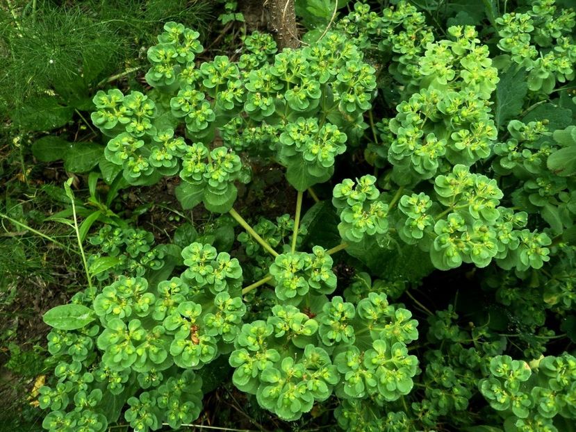 107 - Gradina de flori 2020