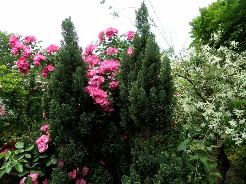 109 - Gradina de flori 2020