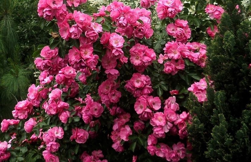 111 - Gradina de flori 2020