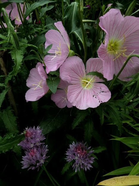 112 - Gradina de flori 2020