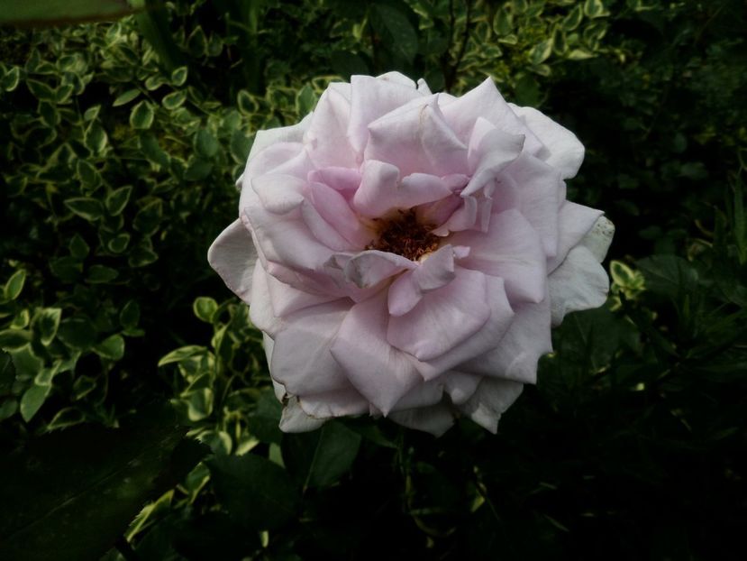 113 - Gradina de flori 2020