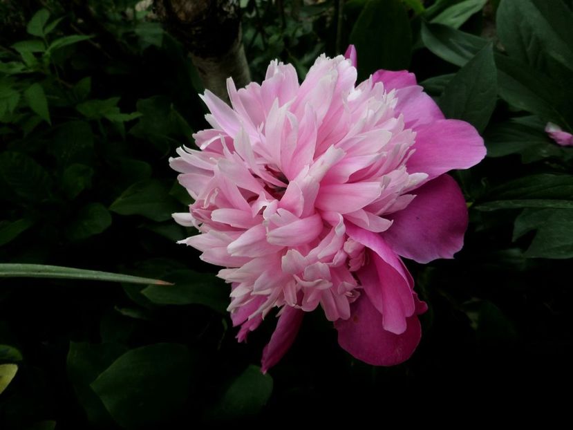 114 - Gradina de flori 2020