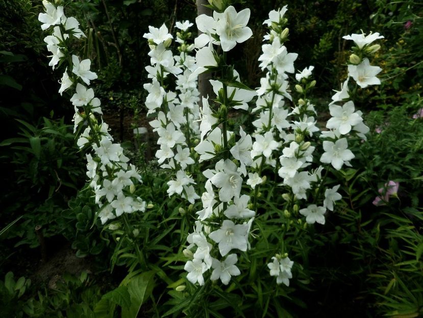 116 - Gradina de flori 2020