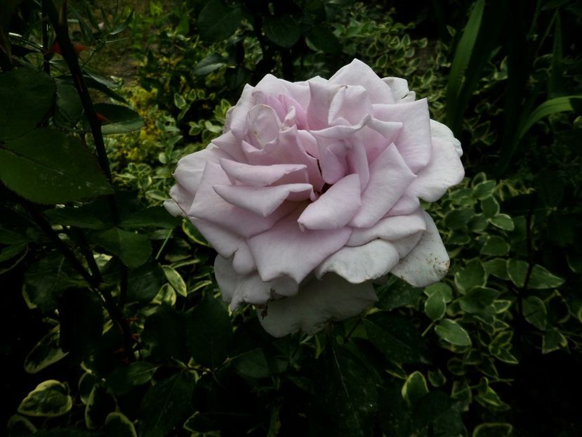 118 - Gradina de flori 2020