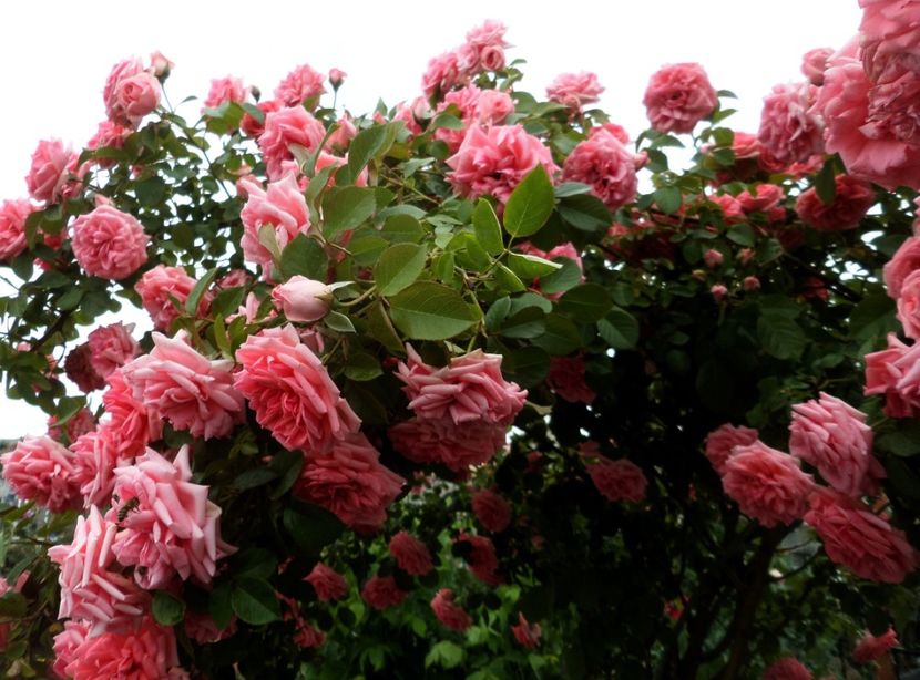 121 - Gradina de flori 2020