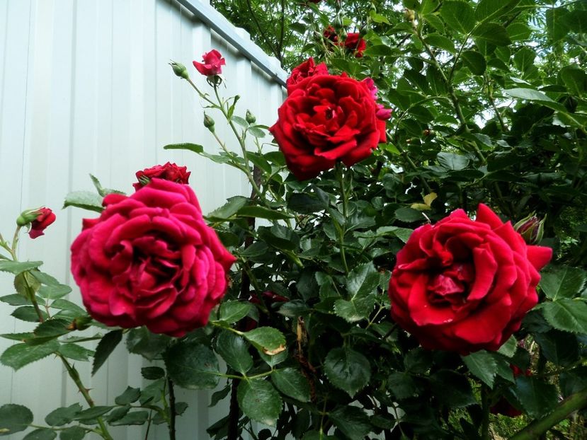 123 - Gradina de flori 2020