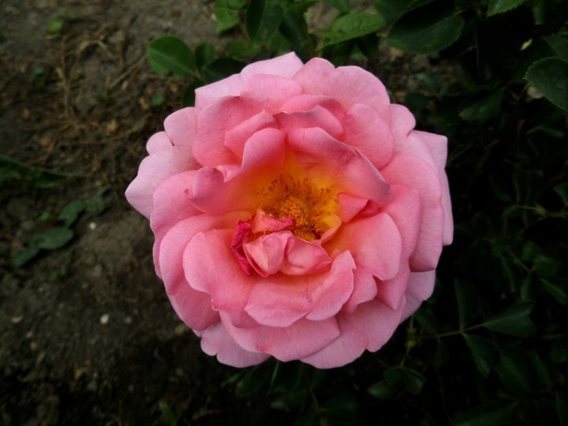 124 - Gradina de flori 2020