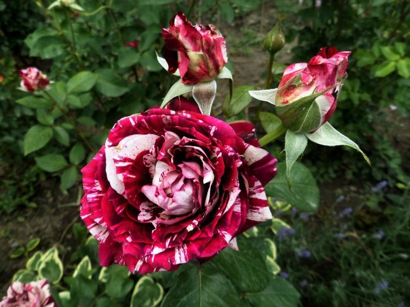 125 - Gradina de flori 2020