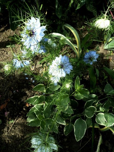 127 - Gradina de flori 2020