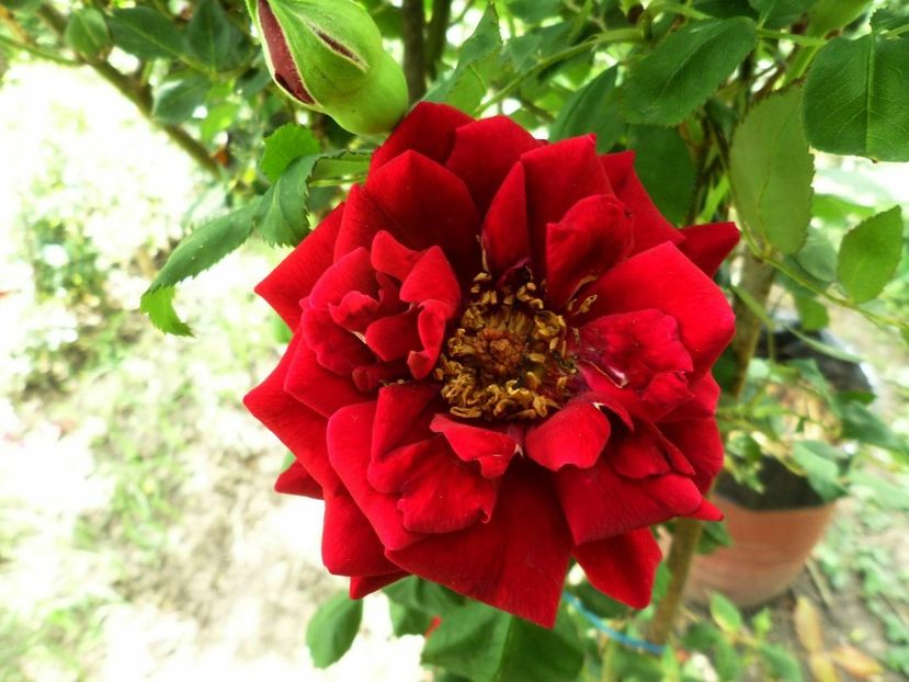 128 - Gradina de flori 2020