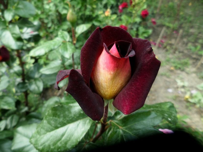 129 - Gradina de flori 2020