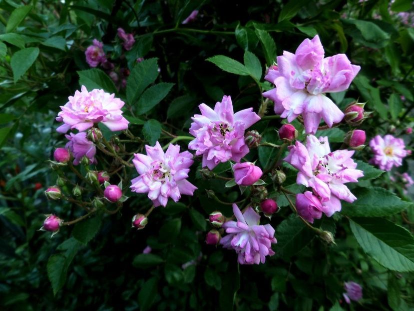 131 - Gradina de flori 2020