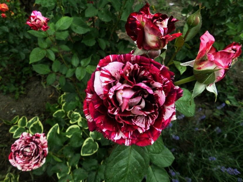 134 - Gradina de flori 2020