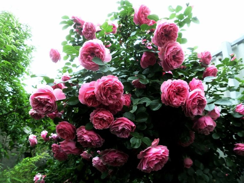 135 - Gradina de flori 2020