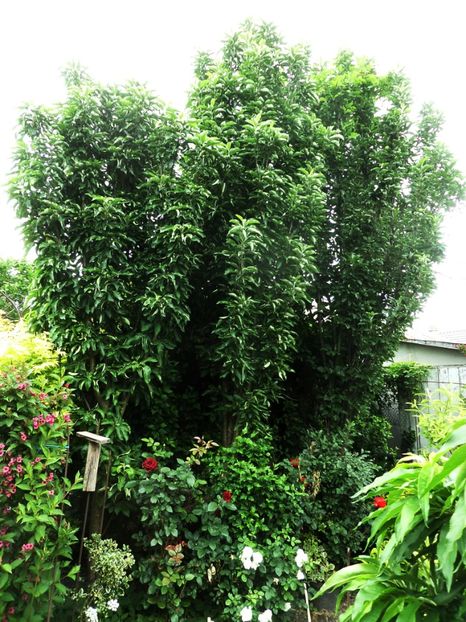 136 - Gradina de flori 2020