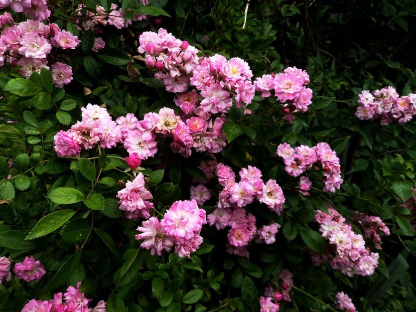 137 - Gradina de flori 2020