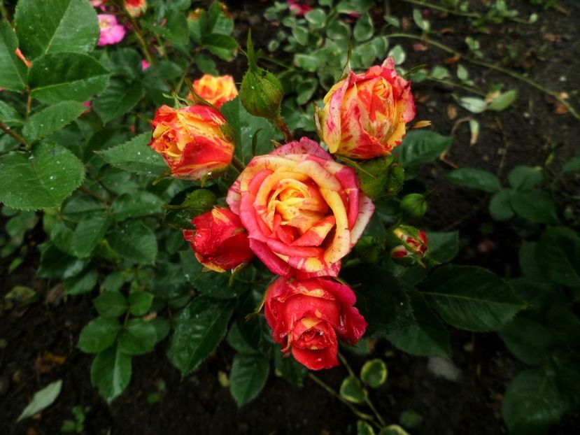 139 - Gradina de flori 2020