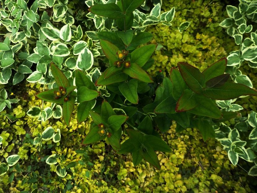 140 - Gradina de flori 2020