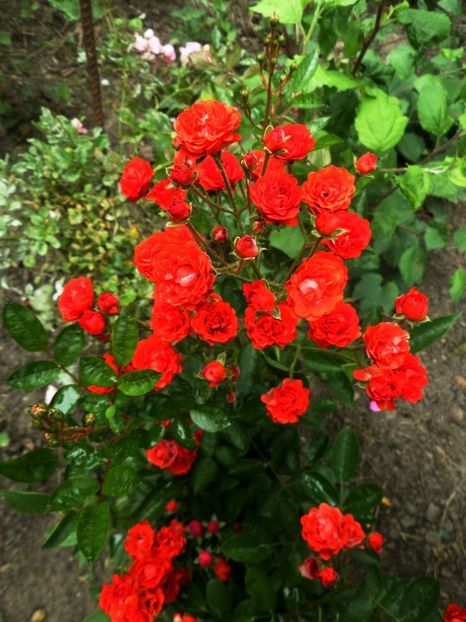 143 - Gradina de flori 2020