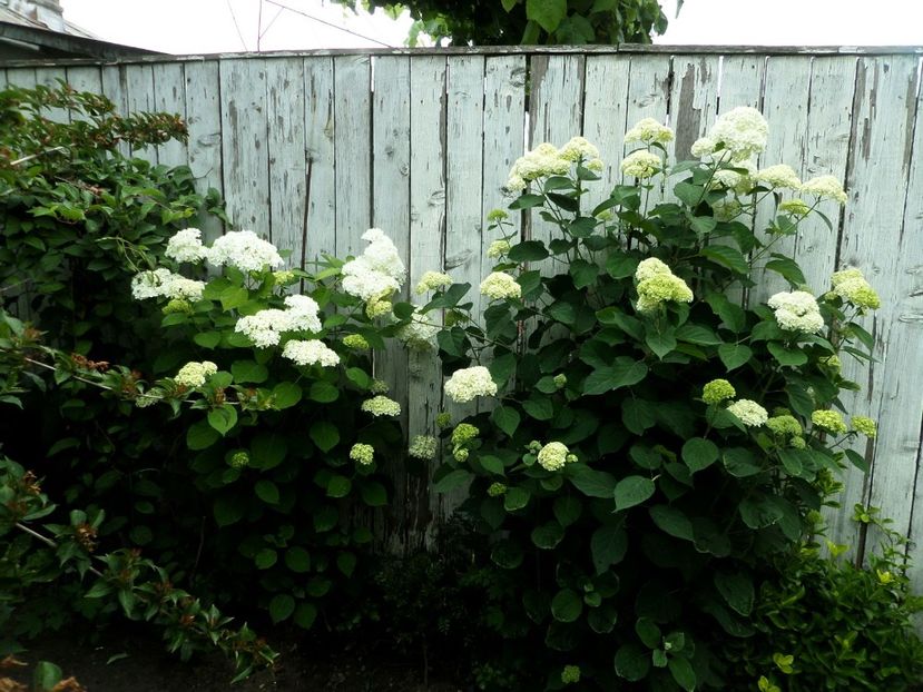 146 - Gradina de flori 2020