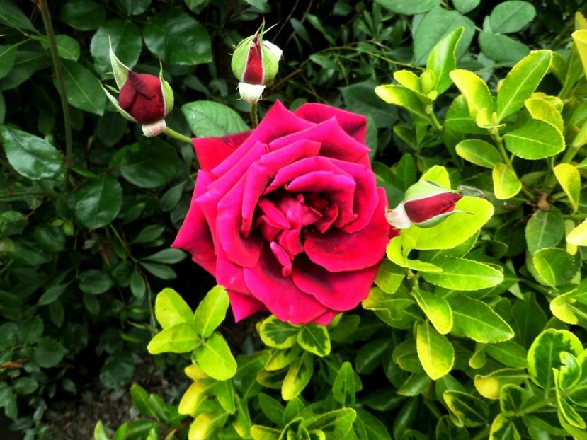 149 - Gradina de flori 2020